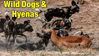 INCREDIBLE! Wild Dogs Hunt Klipspringers | Wild Dogs & Hyenas  | Wild dogs Hunting .