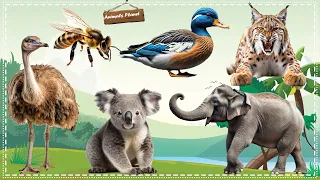 Discover the Fascinating World of Animal Sounds Bee, Ostrich, Lynx, Duck, Elephant, Koala bear