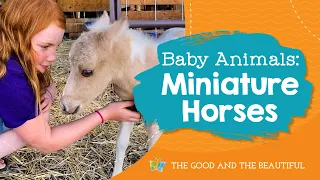 Baby Animals | Miniature Horses | The Good and the Beautiful