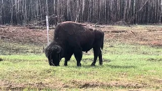 Enjoying the Fresh Green Grass. #Rainbowlake #alberta #bison #nature #animal