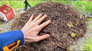 WHAT WILL HAPPEN IF YOU PUT YOUR HAND IN ANTHILL?