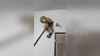 Massive python caught hiding inside living room wall