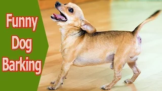 Most funny dog barking videos compilation 2016 #1