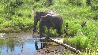 Kaavan: Almost home. Jungle ready