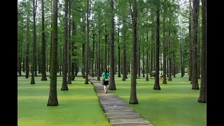 Los Videos mas Raros del Mundo 205 / Bosque Acuatico de China