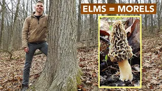 Having Trouble Identifying Elms?  Look For This.