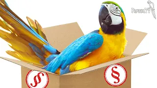 Parrot in a parcel - sanctioned lawlessness