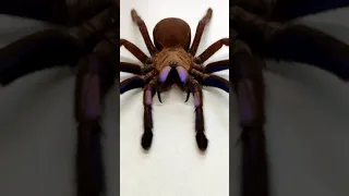 Chilobrachys sp  Electric Blue #Shorts