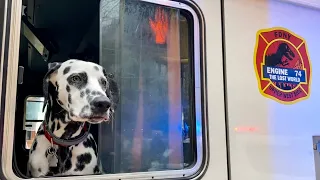 FDNY Engine 74 Firehouse Dog “JT” One of the Only Dalmatians in FDNY at Manhattan Box 1069