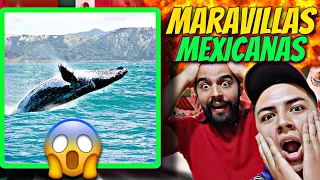 🇲🇽 Las ballenas son Mexicanas!!🐳🧐🇲🇽 (Baja California)