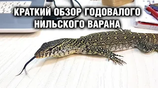 Нильский варан — Содержание в домашних условиях