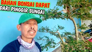 Pindah Pot Bahan Bonsai Serut