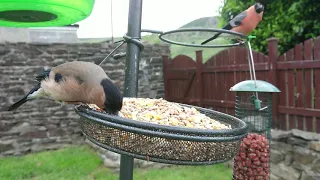 Bullfinch pair on the feeder
