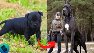 Animals Transformation | I'm a Big Kid Now - Dogs Grow Up