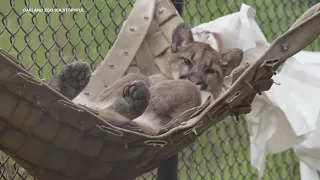 Oakland Zoo mountain lion cub relaxes with some 'hammock time'