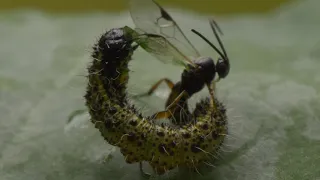 Parasitoid wasps: Like the Alien movies, but real!