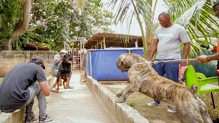 Strong Rottweiler tries to face off with Boerboel