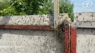 Нашествие гусениц в деревне Темерево под Киреевском