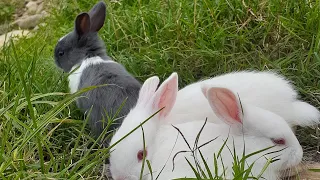 Suggest me names for them🐇It's confusing😣#cute#baby rabbits