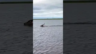 Buck swims desperately to escape from Crocodile