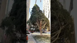 Rockefeller Center Christmas Tree arrives in NYC