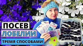 Посев ЛОБЕЛИИ тремя способами без пикировки.  Какой лучше?