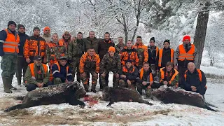 Lov divlje svinje sa psima hunting wild boar Marko Petrovic grupa Orlovacki Vukovi