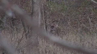 Missouri Public Land Giant Came on a String Part 2