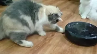 CAT vs VACUUM CLEANER (robotic vacuum cleaner) : Reviews, Cat Reaction,