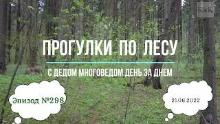 Прогулки по лесу. День за днем с дедом Многоведом. 21 июня 2022г. Эпизод 299.