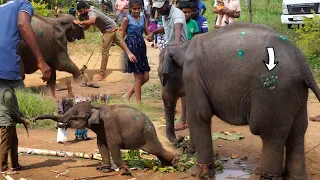 Elephant beaten with an AXE by evil man given a timely treatment and carried to a transit home