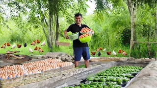 Harvesting Abundance: Harvesting dozens of eggs and hundreds of organic vegetables on my Tiny Garden