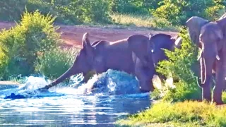 Crocodile Tries Taking Down 5 Elephants