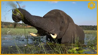 A Day in The Chobe National Park