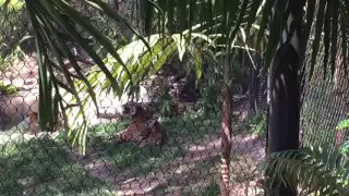 Baby Tigers at the San Diego Zoo Safari Park