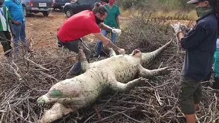 Crocodile cut open in Hellshire, Portmore, Jamaica