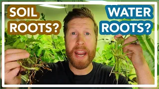 Converting Water Roots to Soil: CAN IT BE DONE!? ROOT MYTHS???