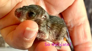 Rat Rescue Update... Still So Tiny!