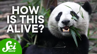 Why Are Giant Pandas So Hard to Save?