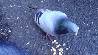 Friendly pigeon