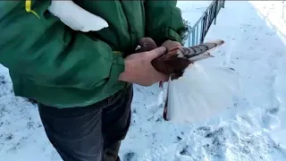 Николаевские голуби Бабочка 🕊🕊🕊🕊🕊