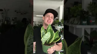 Snake Plant Care Guide *sansevieria mother in laws tongue