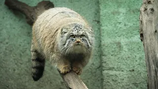 [Pallas's cat] Some funny and cute moments of the manuls