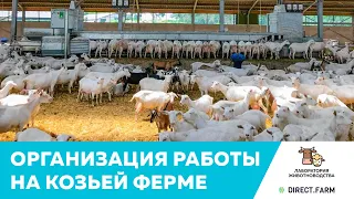 Организация работы на промышленной козьей ферме