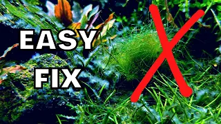 Kill ALGAE Fast And Easy! 10 TIPS IN 10 MINUTES!