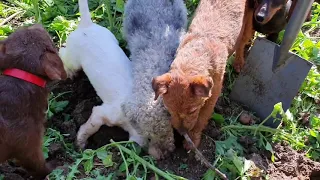 Ratting with terriers rat wars