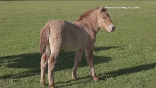 Scientists clone a second Przewalski Horse