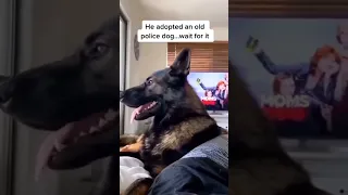 Watch how dogs react when hear cocaine on the shopping list#Dogpolice#dogkiller#smart#awesome