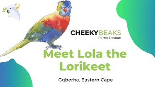 Meet Lola the Rainbow Lorikeet