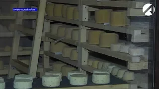 Астраханские студенты разрабатывают новые технологии производства сыров